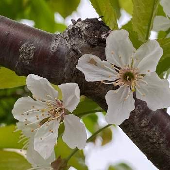 アメリカンチェリーの花の投稿画像一覧 Greensnap グリーンスナップ