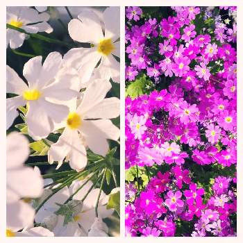長い間 ありがとう♪の画像 by ハイビスカスさん | 小さな庭とさくらそうと毎年有り難うと可愛い花とおうち園芸と花っていいねとホッとする花と鉢植えとピンク色の花と大好きな花と白い花と元気になる花と小さな花と長い間 ありがとう♪と癒やしの花