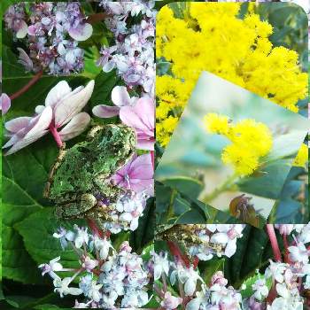 サンカクバアカシアの画像 by sumiko87さん | 小さな庭と紫陽花  星占いとサンカクバアカシアとゲゲゲの月曜日と元気もらえると皆様に感謝と鉢植えと花のある暮らしとカエル