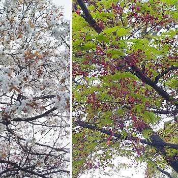 <加工アプリ>の画像 by ボル月さん | お出かけ先とイロハモミジと公園とさくら 桜 サクラと<加工アプリ>