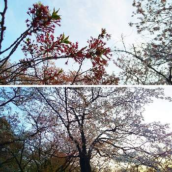 <加工アプリ>の画像 by ボル月さん | お出かけ先と公園とさくら 桜 サクラと<加工アプリ>