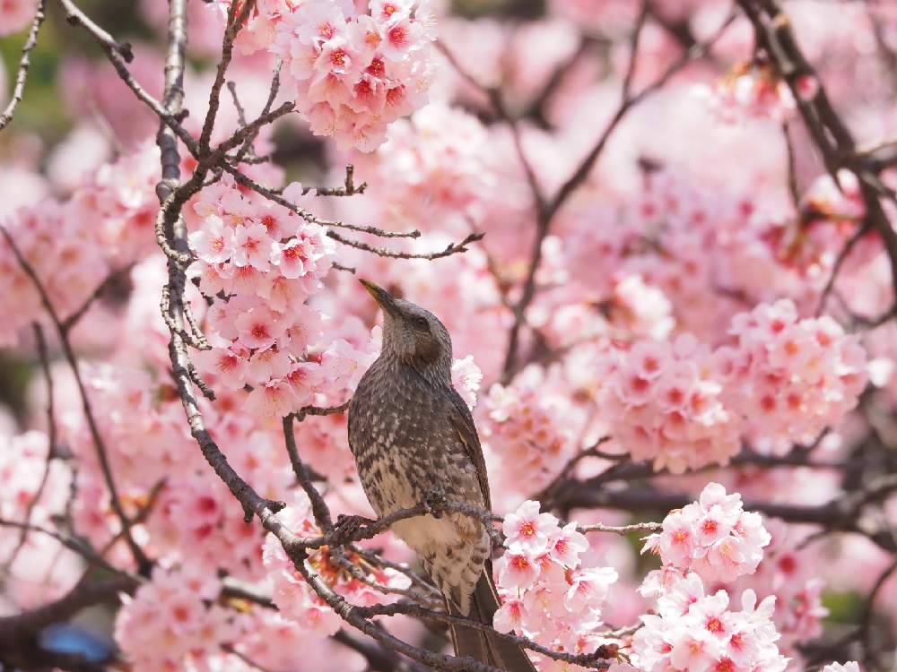 新宿御苑の桜カタログ１ 早春編 Greensnap グリーンスナップ