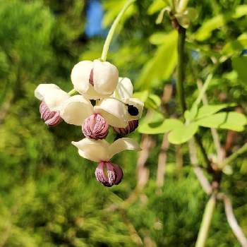 あけびの花の投稿画像一覧 Greensnap グリーンスナップ