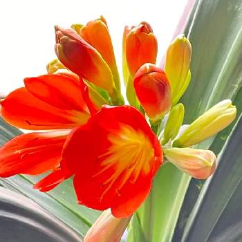 心がなごみますの画像 by シクラメンさん | バルコニー/ベランダとクンシランと心がなごみますと穏やかな日々を願ってと癒されるときれい✨とお花とグリーンのある暮らしと武器ではなく花をとオレンジ色のお花