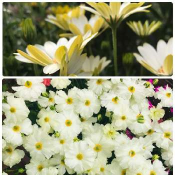 お迎え2年目の画像 by フェリシアさん | 小さな庭とキララ ホワイトとラナンキュラスラックス グレーシスとGSでの繋がりに感謝とお迎え2年目と球根と庭の花木と宿根草♪と可愛い〜♡と白い花