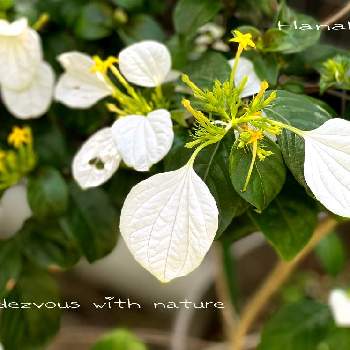 コンロンカ（ハンカチの花）の画像 by ハナコさん | お出かけ先とコンロンカ（ハンカチの花）と黄色いお花と上坂部西公園