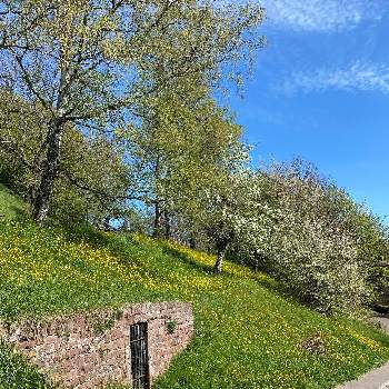 ドイツの画像 by Frankfurter am Mainさん | お出かけ先とウマノアシガタとドイツとヨーロッパ大陸と花のある風景と雲仲間と花いろいろと風景と欧州