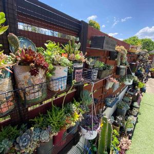 多肉植物,人工芝,今日の一枚,植物のある暮らし,植中毒の画像