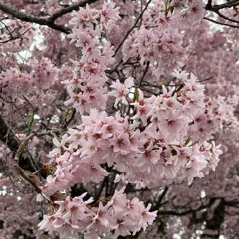 コヒガンザクラの画像 by アルさん | お出かけ先とコヒガンザクラとサクラと樹木とピンクの花とさくら 桜 サクラ