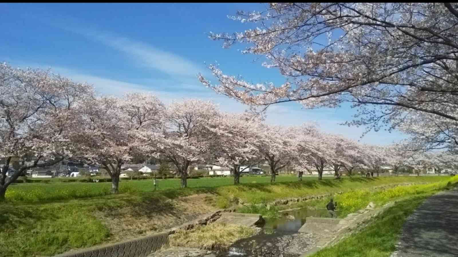 清流草場川の桜並木と野草｜🍀GreenSnap（グリーンスナップ）