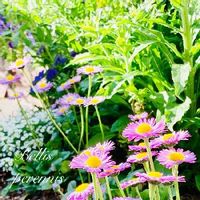 デージー ラベンダードリーム,スイートアリッサム ,カンパニュラ,春のお花,庭の花の画像