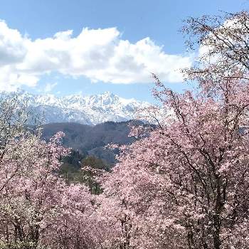 山の景色の画像 by chikoやんさん | お出かけ先とオオヤマザクラと雪景色と山の景色とお写ん歩と大好きと桜フォトコン2022ときれいとさくら 桜 サクラときれいだな♡と咲いた！