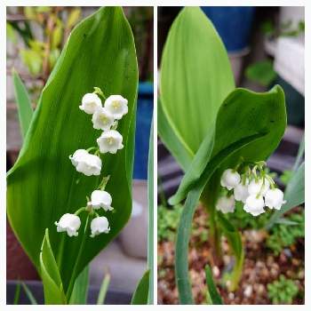 ニホンスズランの投稿画像一覧 Greensnap グリーンスナップ