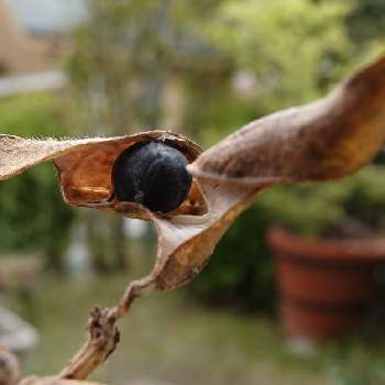 枝豆「黒豆」の画像 by okay21さん | 小さな庭と枝豆「黒豆」