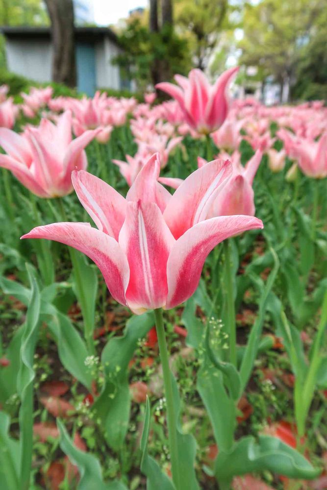 てくろくさんの横浜公園への投稿