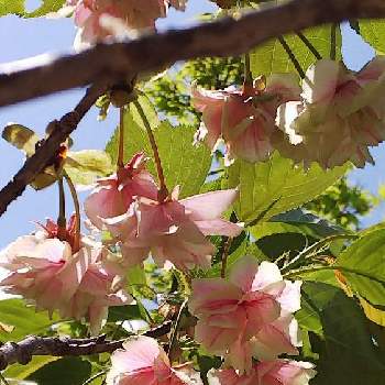 ウコン桜の画像 by ルンコさん | お出かけ先とウコン桜と公園の樹木とピンクの花と美しい♡と桜だよりとさくら 桜 サクラとバラ科と八重咲きと可愛い〜♡とお散歩