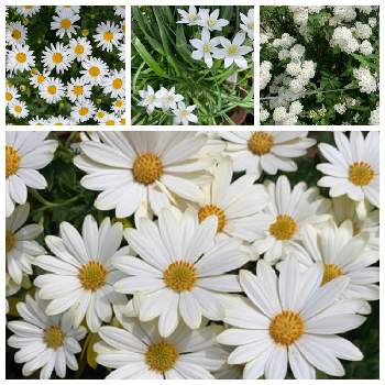 オステオスペルマム キララの画像 by あっちゃんさん | 小さな庭とノースポールとコデマリとオステオスペルマム キララとオオニソガラム(オオアマナ)と全てに感謝とお花満開❤とお家園芸と美しいと輝いてるね♪と白い花