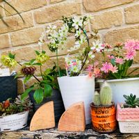 ストック,レウィシア,ボトルツリー,常緑クレマチスアーリーセンセーション,かわいいの画像