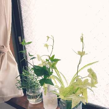 へデラの画像 by いりさん | バス/トイレとローズマリーとアイビーとオリヅルランとへデラと観葉植物とローズマリー❕とアイビー❇︎とオリヅルラン❇︎とわたしの家の観葉植物