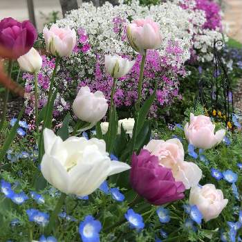 サクラソウ マラコイデスの画像 by みゅーさん | 備忘録とお気に入り♡と花壇と種からと 八重咲きチューリップとネモフィラ♡と零れ種からとサクラソウ マラコイデスと色が変化とピンク色のお花と青い花マニアと白色の花と白い花マニア