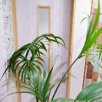 やし,ケンチャヤシ,観葉植物,カッコいい,南国の画像