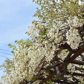 花いっぱい！の画像 by 仮名さん | お出かけ先と写真と花いっぱい！とはると癒し…♡とそらと白い花と白藤。と春の花 ❁