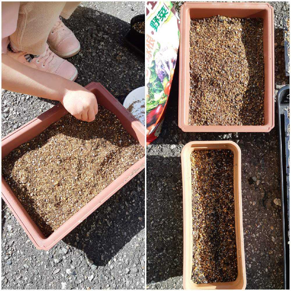 自家採取 コキアを種から Greensnap グリーンスナップ