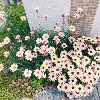 門柱周りの花壇の投稿画像一覧 Greensnap グリーンスナップ