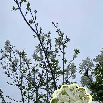 綺麗な花びらの画像 by Howaさん | ナンジャモンジャノキとなんじゃもんじゃの木とヒトツバタゴとお花大好き♡といつもありがとう♡と癒しと綺麗な花びらと嬉しい♡と可愛いと花のある暮らしと白い花大好きと繋がりに感謝✨と地植え
