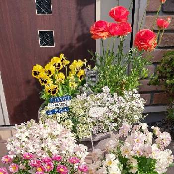 デージー☘️の画像 by ウーゲデールさん | 玄関と元気いっぱいと春のお花とビオラ・パンジーと白・しろ・ホワイトとヌーヴェルヴァーグとピンクと明るい色と花いろいろとかわいいとデージー☘️と アネモネ