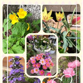 春の寄せ植え2022の画像 by アズ、ラムさん | 玄関とアジュガとヤマブキソウ(山吹草)と 八重咲きチューリップとおうち園芸と春の寄せ植え2022