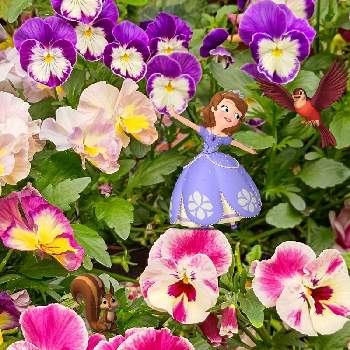 可愛らしいビオラの画像 by チッチさん | 小さな庭と可愛らしいビオラ