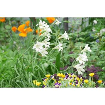 F4.5の画像 by 由美子さん | 小さな庭と春咲きグラジオラスとグラジオラスとLUMIX gf7とF4.5とミラーレス一眼と原種系お花が好き♡とパナライカ45mm