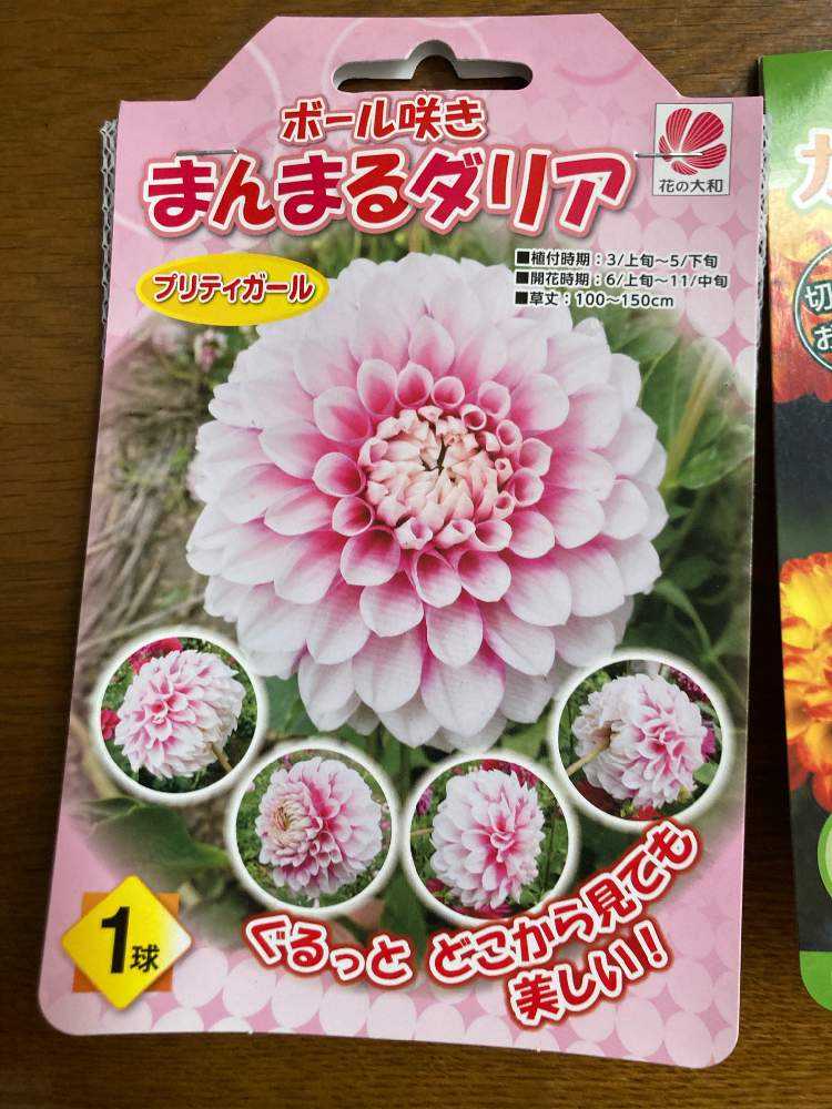 22年春 秋 ダリアの球根育成 Greensnap グリーンスナップ