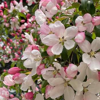 クラブアップルの投稿画像一覧 Greensnap グリーンスナップ