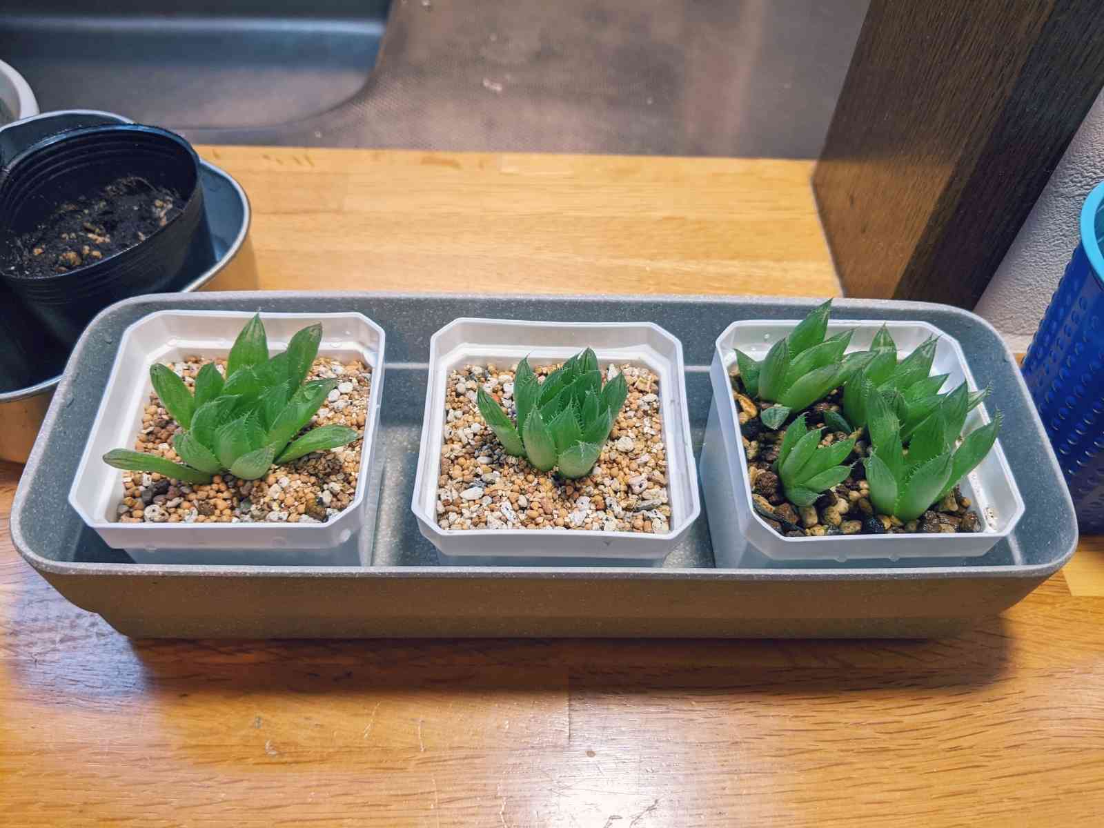 鯖*！様 ハオルチア　王蟲　葉挿し苗セット ハオルチア葉挿し｜🍀GreenSnap（グリーンスナップ）