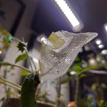 LEDの画像 by プリシラさん | 部屋とドルステニア クリスパと多肉植物と塊根植物と実生とLED