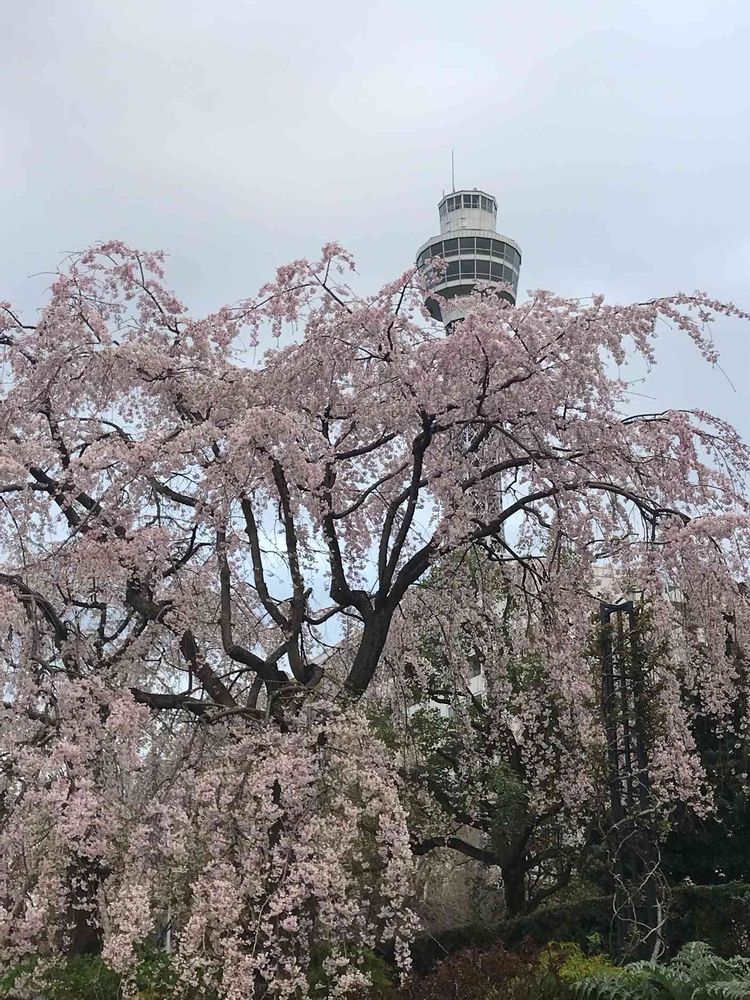 みかんさんの山下公園への投稿