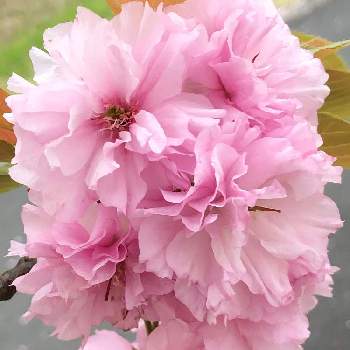 ビンクの花の画像 by たんぽぽさん | ビンクの花とビンクの日と八重桜❣️とサトザクラ❣️と19日はピンクの日!