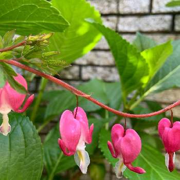 ハート♡の画像 by shiiさん | 小さな庭と癒される♡とありがとう♡と優しい心♡とマイガーデンとピンクの日とたいつり草♡とピンクのお花とハート♡と花のある暮らしとかわいいな♡とピンク❤︎ピンク