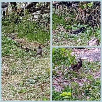花のある暮らし,里山のある暮らし,普及シダを愛でる会,我輩は苔である,里山暮らしの画像
