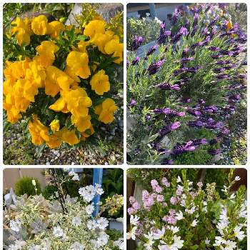 ブルファンフラワーの花の画像 by み〜さん | 玄関と寄せ植えとラベンダー☆とシレネ✳︎とビオラ☆とブルファンフラワーの花