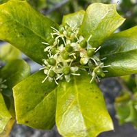クリスマスホーリー,クリスマスホーリー（西洋ヒイラギ）,クリスマスホーリーの花,小さな庭の画像