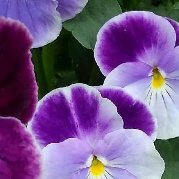 パンジーの投稿画像一覧 Greensnap グリーンスナップ