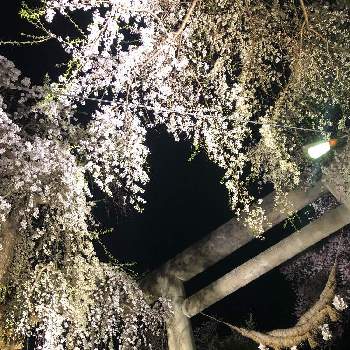 夜桜の画像 by comapさん | お出かけ先と山形と桜満開と烏帽子山公園と桜フォトコン2022と夜桜