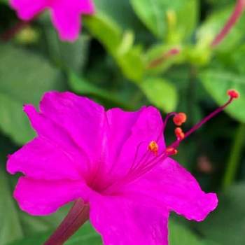 ショッキングピンクの投稿画像一覧 Greensnap グリーンスナップ