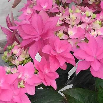 華やかなお花の画像 by まさちゃんさん | お出かけ先と紫陽花 ダンスパーティーとピンクの花と素敵✨✨✨と好きな色♡と華やかなお花