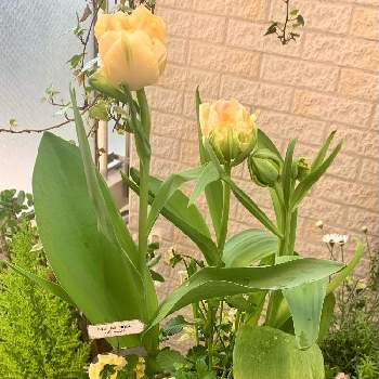 フリル咲きビオラ　シャルロットの画像 by Norikoさん | バルコニー/ベランダとビオラとフリル咲きビオラ　シャルロットとチューリップとバルコニーガーデニングと幸せとお花を楽しむと癒しの色とバルコニーガーデンと癒しとお花大好きと癒しの空間とお花のある暮らしと季節の寄せ植えと季節のお花ときれいな色と暮らしに癒しをとかわいいとお花のある生活と球根植物