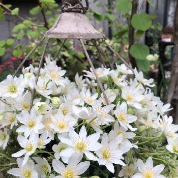 綺麗な花姿の画像 by ゆゆさん | 小さな庭とクレマチス  カートマニージョーと花の記録といい感じ♡と4月の庭と秘蔵っ子と4月の記録と綺麗な花姿と綺麗な色