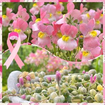 斑入りグリーンネックレス♡の画像 by 姫ママさん | 小さな庭とネメシアと多肉植物とみどりのある暮らしと多肉の花と斑入りグリーンネックレス♡とはなのある暮らしと19日はピンクの日!